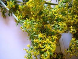 Check spelling or type a new query. Beneficiile Extractului Fluid De Sanziene Galbene Plante Medicinale