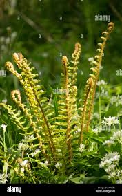 Fiddlehead ferns uk hi-res stock photography and images