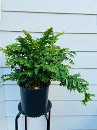 We did not find results for: Nicholas Diamond Fern Plant Therapy