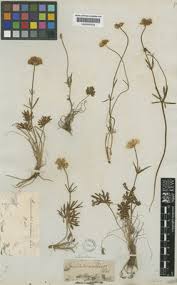 Image result for Thunbergianthus ruwenzoriensis