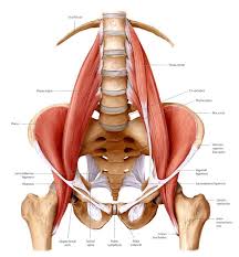 Front layer (external oblique fascia), back layer (posterior wall), medial layer (straight abdominal muscles) and lateral layer (inguinal ligament). How Sitting Can Increase Injury Risk The Runners Edge
