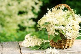 How to make elder flower cordial | pass the pistil. Elderflower Tea A Pre Historic Healing Medicine Teapro