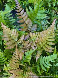 Image result for Dryopteris