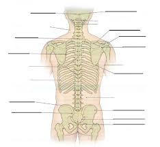 When you look at the skeleton from behind, you can clearly see the spine running down the back, and the broad plates of the shoulder blades and pelvis. Back Anatomy Diagram Quizlet