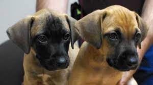Black Mouth Cur Price Temperament Life Span