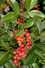 Image result for Searsia nebulosa