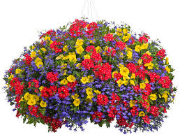 Maybe you would like to learn more about one of these? 10 Color Concepts For Hanging Baskets Proven Winners