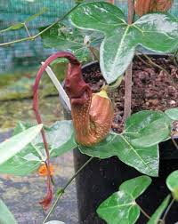 Image result for Aristolochia triactina