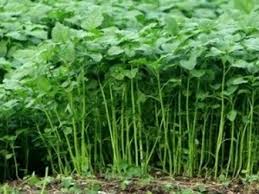 Spesies tumbuhan ini mudah hidup dimana kaedah datau cara pembiakkannya melalui keratan batang. 7 Cara Menanam Bayam 90 Berhasil