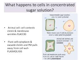 In the biological fields, this generally refers to a. Active Transport Question Compare The Roles Of Active
