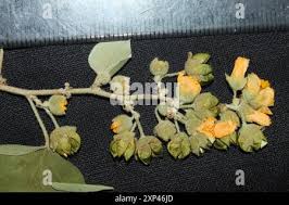 Image result for Wissadula