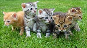 How can you get a free cat? Free Cats Kittens Freebie Depot