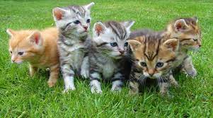 Hot dogs and burgers craze. Free Cats Kittens Freebie Depot