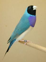 Bird Aviary For Sale Nsw Pin By Heatherannnichols On Gouldian Finches Finches Bird Gouldian Finch For Sale Bird Aviary