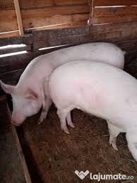 Alege și cumpără terenul dorit, în funcție suprafață, poziționare și preț. Lichidez Ferma De Porci Adroi Zoo