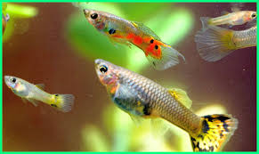 Biasanya jenis ikan hias akuarium merupakan ikan ramah lingkungan yang hidupnya di air tawar dimana tujuan dari pemeliharaan ikan ini sebagai hiasan atau memperindah. 7 Ikan Hias Yang Mudah Beranak Berkembang Biak Di Akuarium Dunia Fauna Hewan Binatang Tumbuhan Dunia Fauna Hewan Binatang Tumbuhan