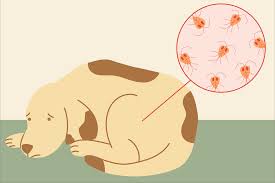 Other symptoms may occur such as first, try covering the litter box (when not in use by your cat) with a piece of cloth that is not currently in use, preferably one that can stop the smell of the cat stools. Does Your Dog Have Giardia Get The Facts On Symptoms Treatments Daily Paws