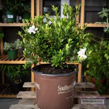 Image result for Gardenia subacaulis