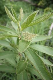 Image result for Cyphostemma crotalarioides