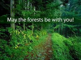 Isn T This The Most Amazing Thing You Could Say To Somebody May The Forests Be With You Today Beautiful Photography Nature Forest Photography Beautiful Nature