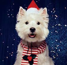 Sharing Mt Eliza case posts for animal protection