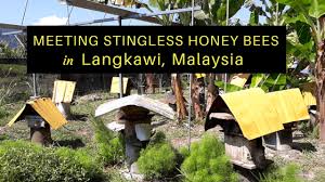 There are (presently) 30 known species of the stingless bees in malaysia, called, 'melipona'. Meeting Malaysian Stingless Bees On Langkawi Island