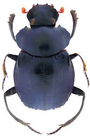 Image result for Dichapetalum edule