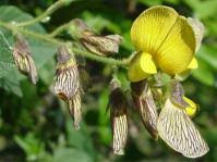 Image result for Rhynchosia albissima