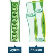 Xylem And Phloem Worksheet Google Search Biology Plants Science Revision Plant Science