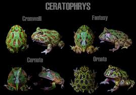 About press copyright contact us creators advertise developers terms privacy policy & safety how youtube works test new features press copyright contact us creators. Amphibian Aficionado How Can We Do Better By Pacman Frogs