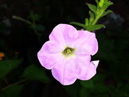 Image result for Petunia axillaris