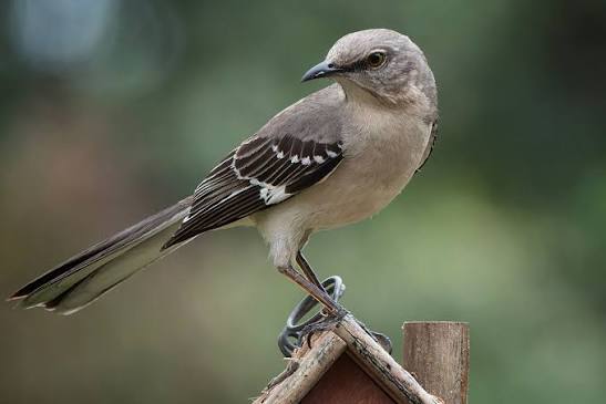 All About Mockingbirds and How to Attract Them