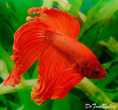 Red Betta 120710a3 W0480 Jpg 480 450 Betta Fish Aquarium Fish Aquarium Fish For Sale