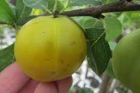 Große, gelbe pflaume, weiches, saftiges und süßes fruchtfleisch, hohe erträge. Pflaume Ontariopflaume Gartenbaumschule Kramer Shop