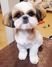 Ch Wenricks N Mr Foo S Full Throttle Call Name Alexis Shih Tzu Hair Styles Shih Tzu Haircuts Shitzu Dogs Haircuts