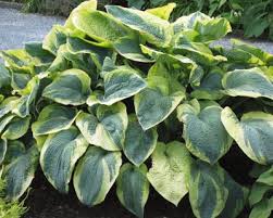 Hosta Die Vielseitige Schatten Garten Staude Garten Gartenschirme Schatten