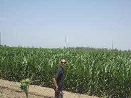 Claim your listing | testimonials. Scenery Cornfields Hanford Ca Thriftyfun