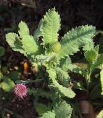 Image result for Sphaeranthus