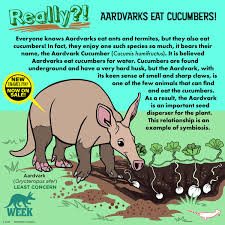 Image result for Cucumis humifructus