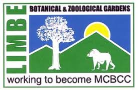 Image result for Aneulophus congoensis