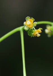 Image result for Stephania cyanantha