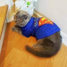 Superman Kedi Tisort By Kemique Kedi Kiyafeti Fiyatlari Ve Ozellikleri