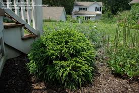 We did not find results for: Plantfiles Pictures Dwarf Japanese Cedar Globosa Nana Cryptomeria Japonica By Woollenjazz
