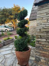 Image result for spiral cut juniper trees