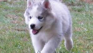 Check them out to find your new husky! Husky Breeder California Petsidi