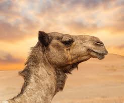Then it becomes habit and you don't know when it actually became real, but now it feels like you need to shift a mountain just to get up. Is Camel Milk The Next Superfood Or Superfad Luxury Lifestyle Magazine