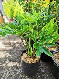 The scientific name of philo hope is philodendron bipinnatifidum, and it belongs to the aracae family. Philodendron Hope Selloum Plant Plantasya Boutique Facebook