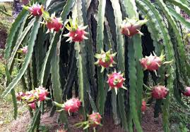 In either case, it's extremely important for your dragon fruit plant to be able to support itself. Dragon Fruit Seed Germination Time Period Process Gardening Tips