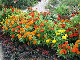 Maybe you would like to learn more about one of these? Best Flowers To Grow From Seed