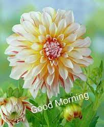 Sign In Bulb Flowers Dahlia Flower Amazing Flowers